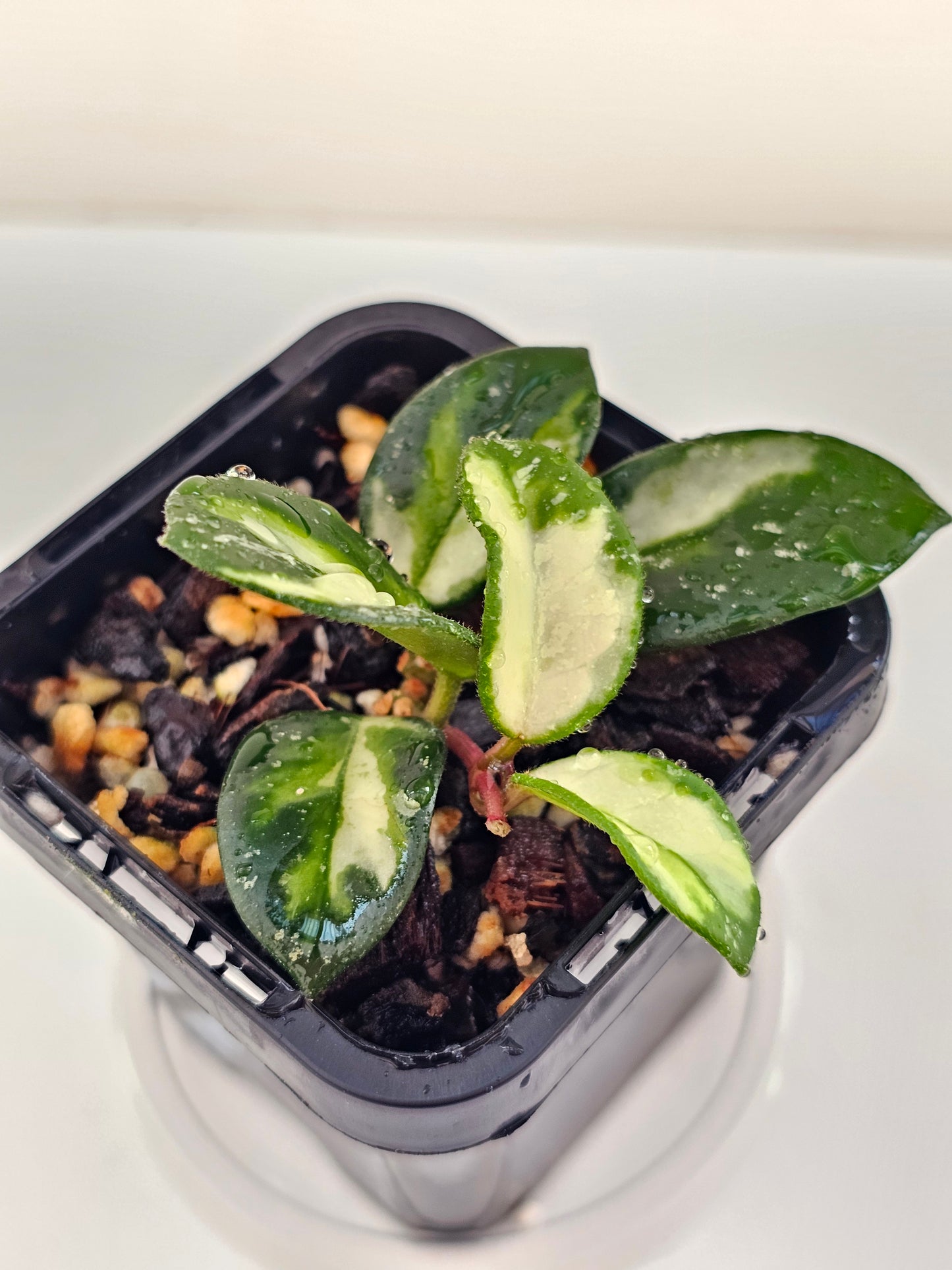 Hoya mathilde variegated (Rare)