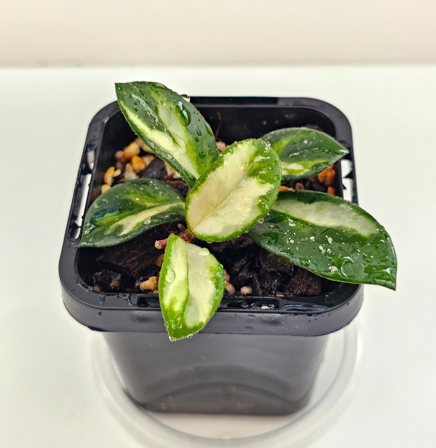 Hoya mathilde variegated (Rare)