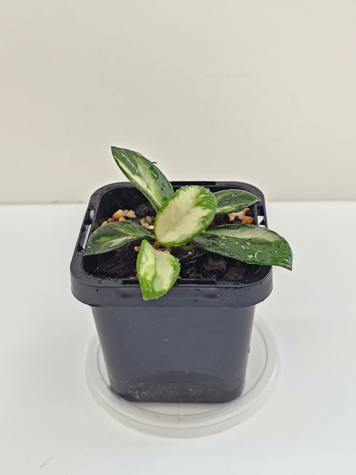 Hoya mathilde variegated (Rare)