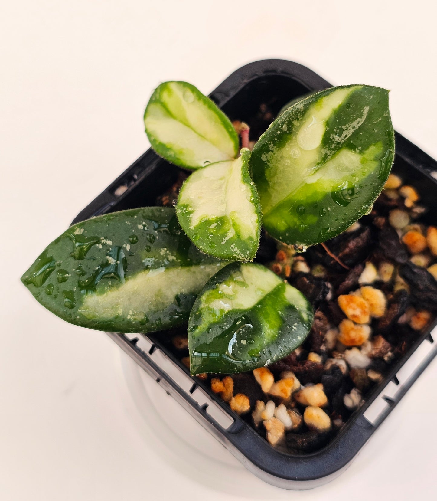 Hoya mathilde variegated (Rare)