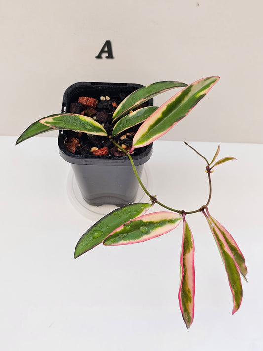 Hoya kentiana 'Lori Lyn'