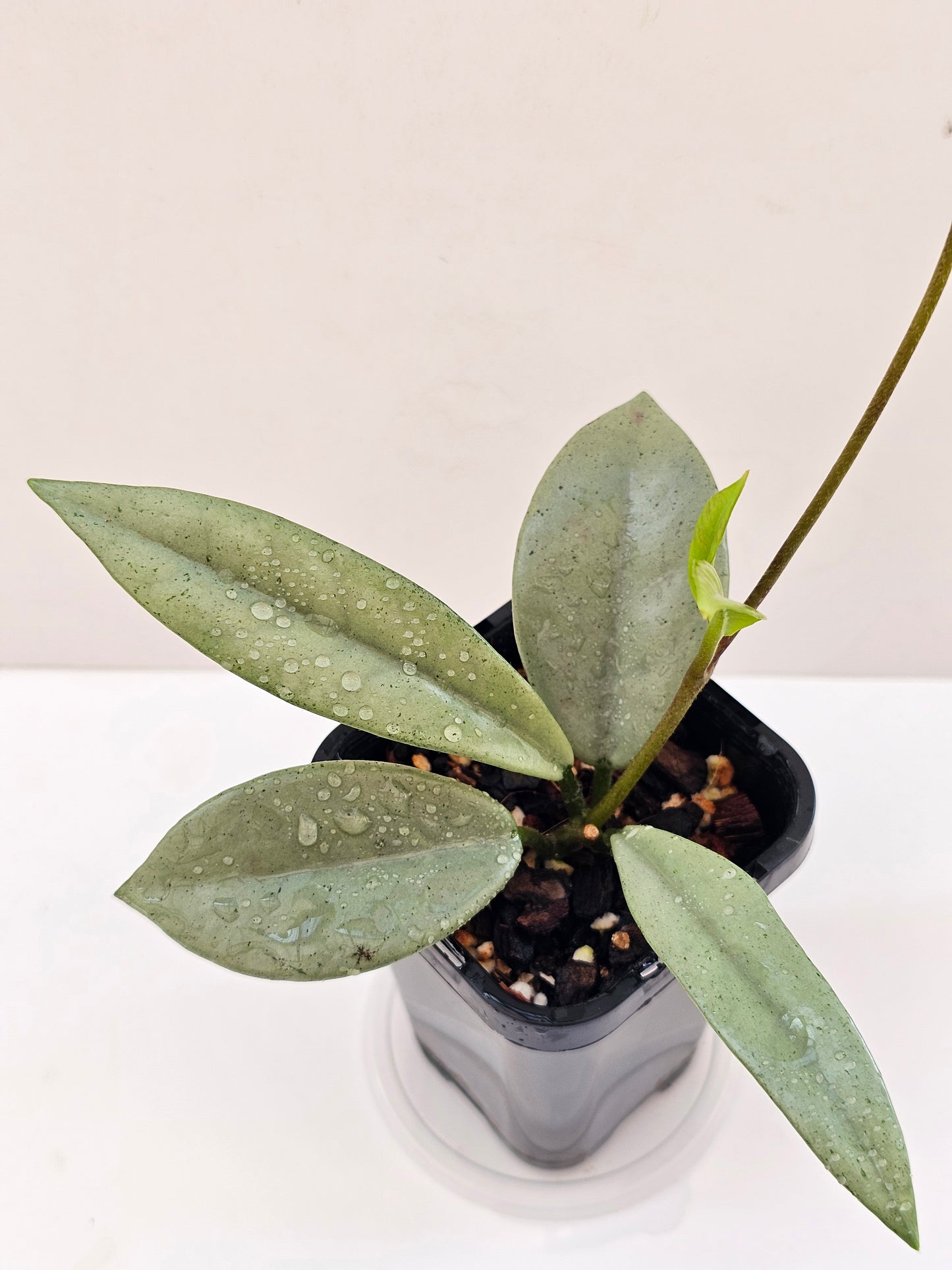 Hoya wilbur graves 'Super Silver'