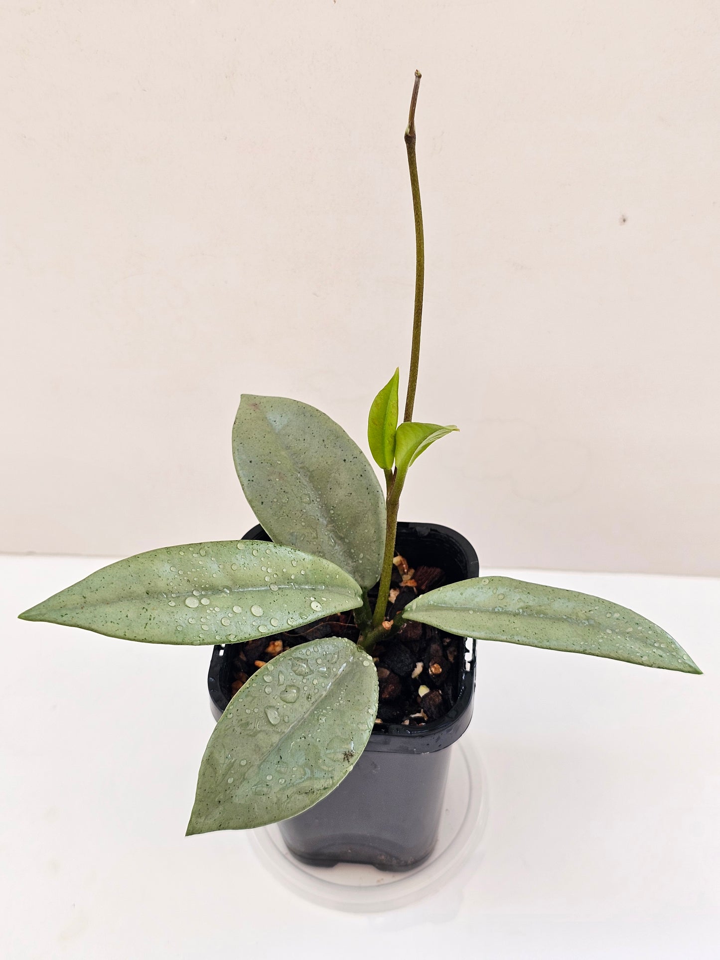 Hoya wilbur graves 'Super Silver'