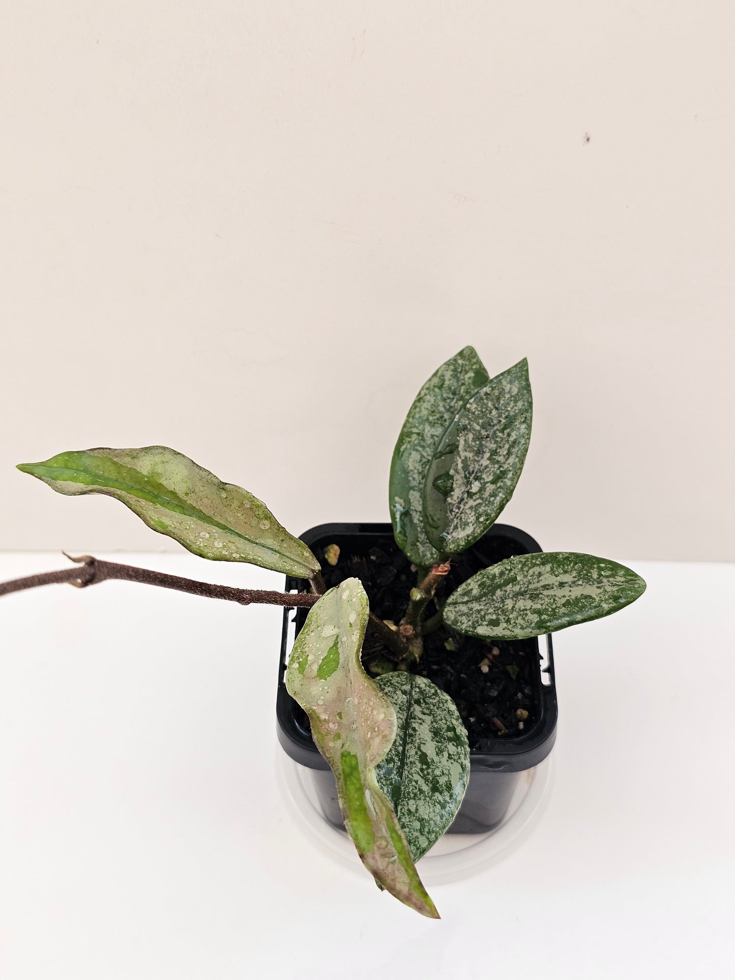 Hoya 'Wilbur Grave' (Silver Splash)