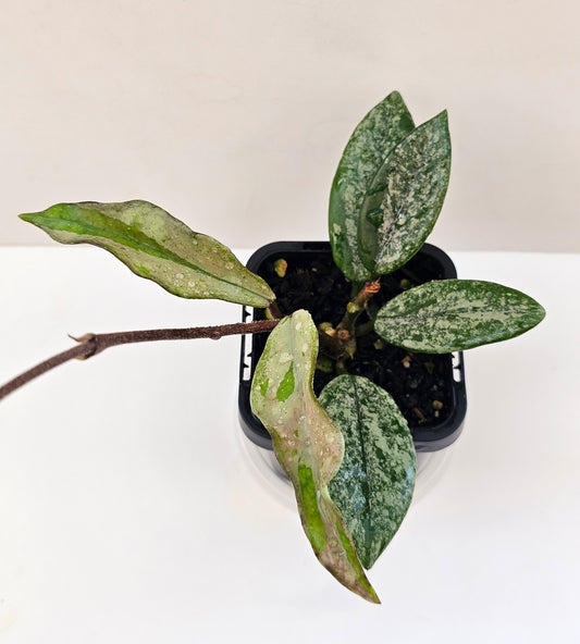 Hoya 'Wilbur Grave' (Silver Splash)