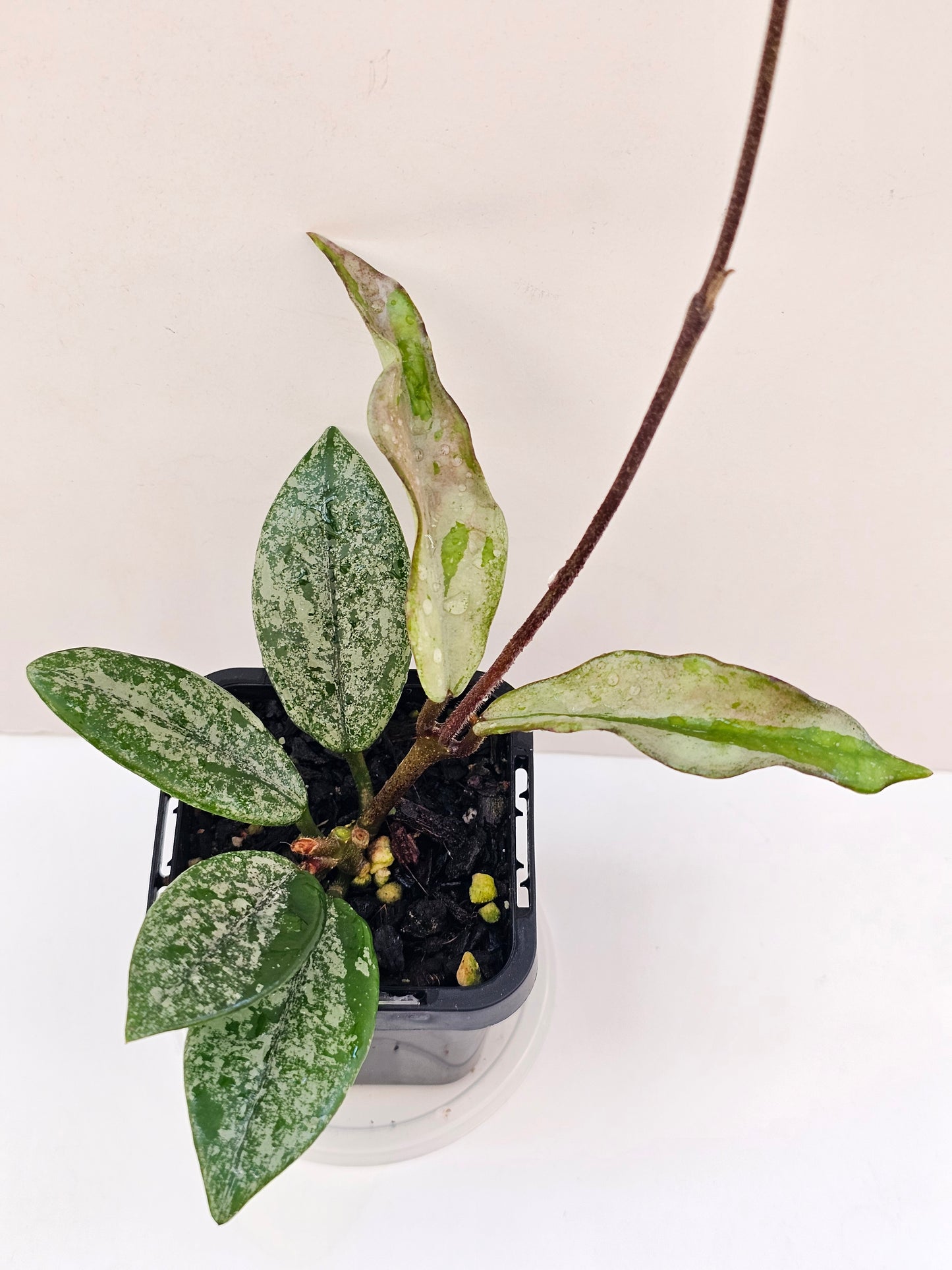 Hoya 'Wilbur Grave' (Silver Splash)
