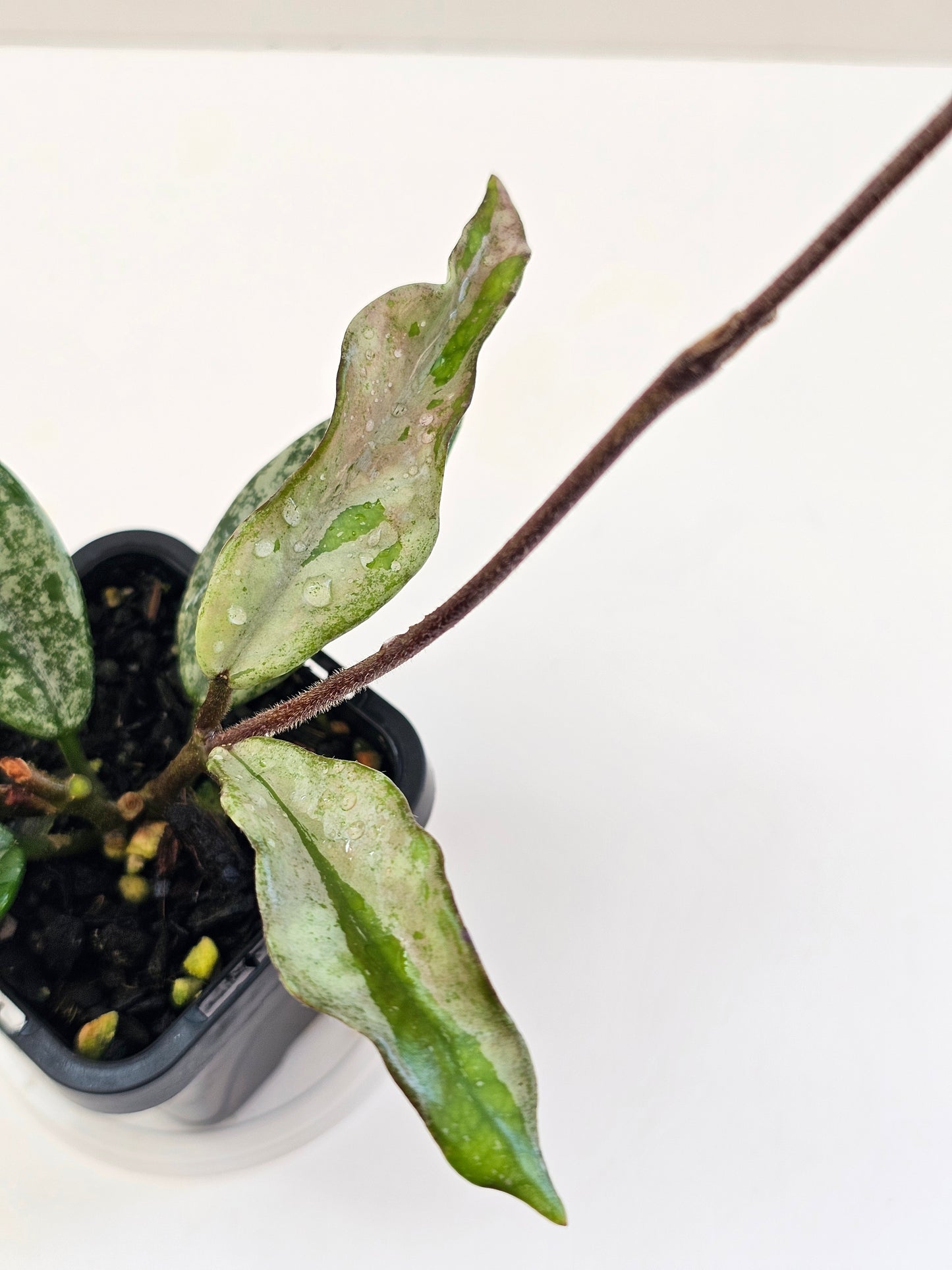 Hoya 'Wilbur Grave' (Silver Splash)
