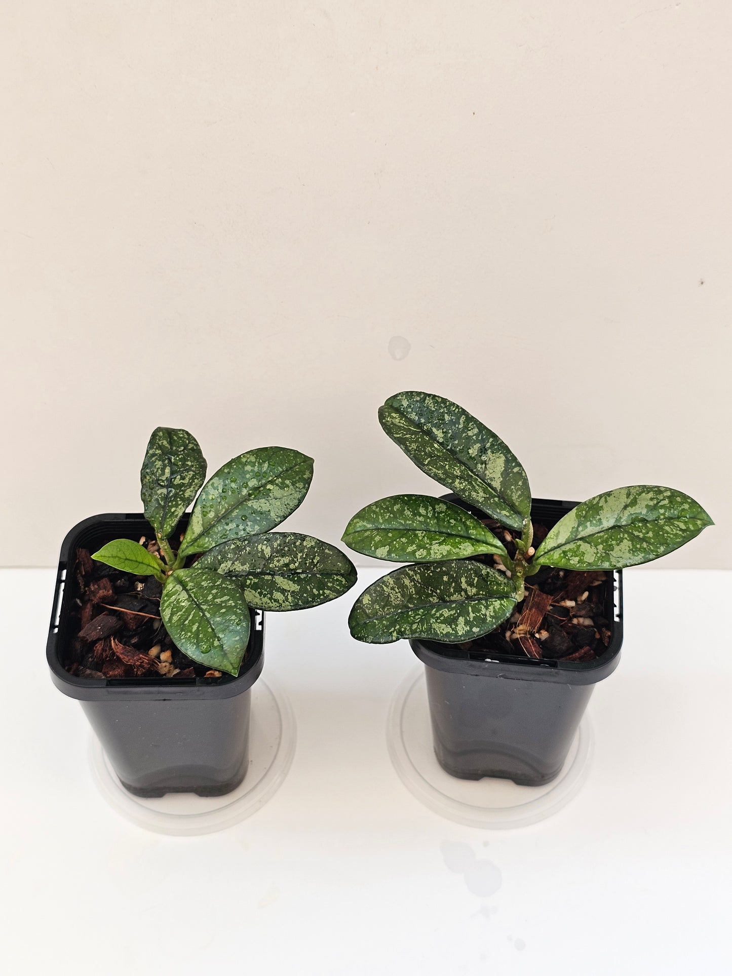 Hoya crassipetiolata 'Splash'