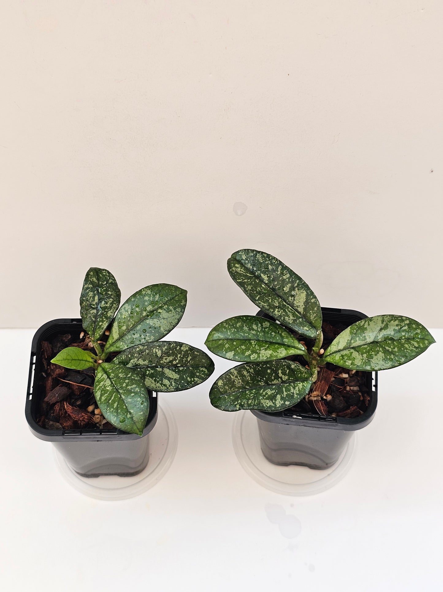 Hoya crassipetiolata 'Splash'
