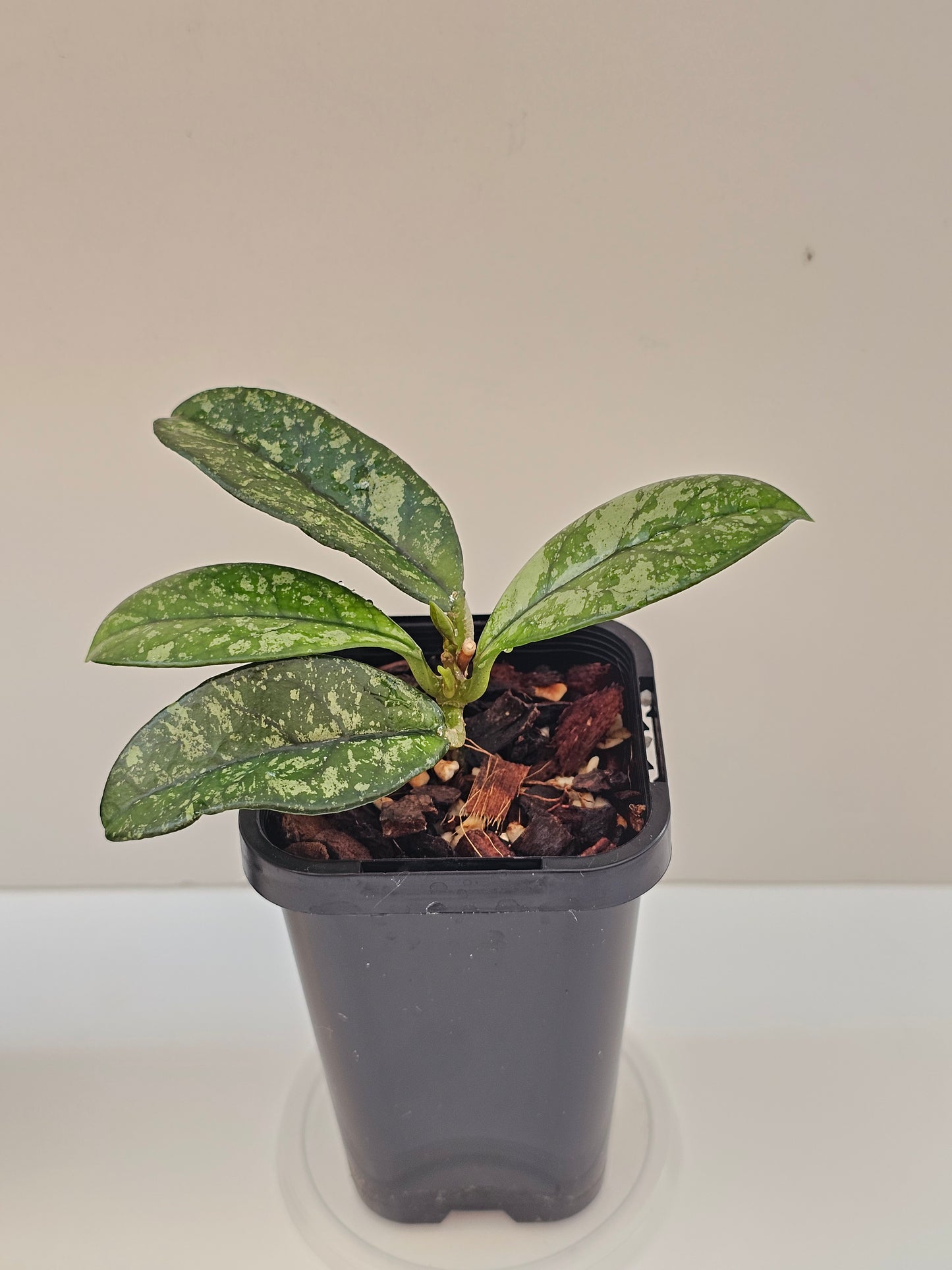 Hoya crassipetiolata 'Splash'