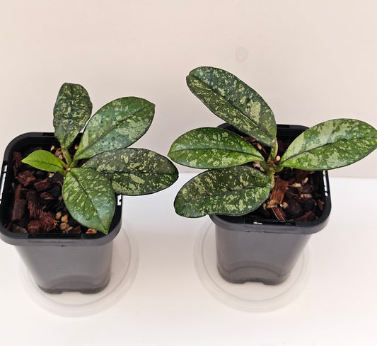 Hoya crassipetiolata 'Splash'