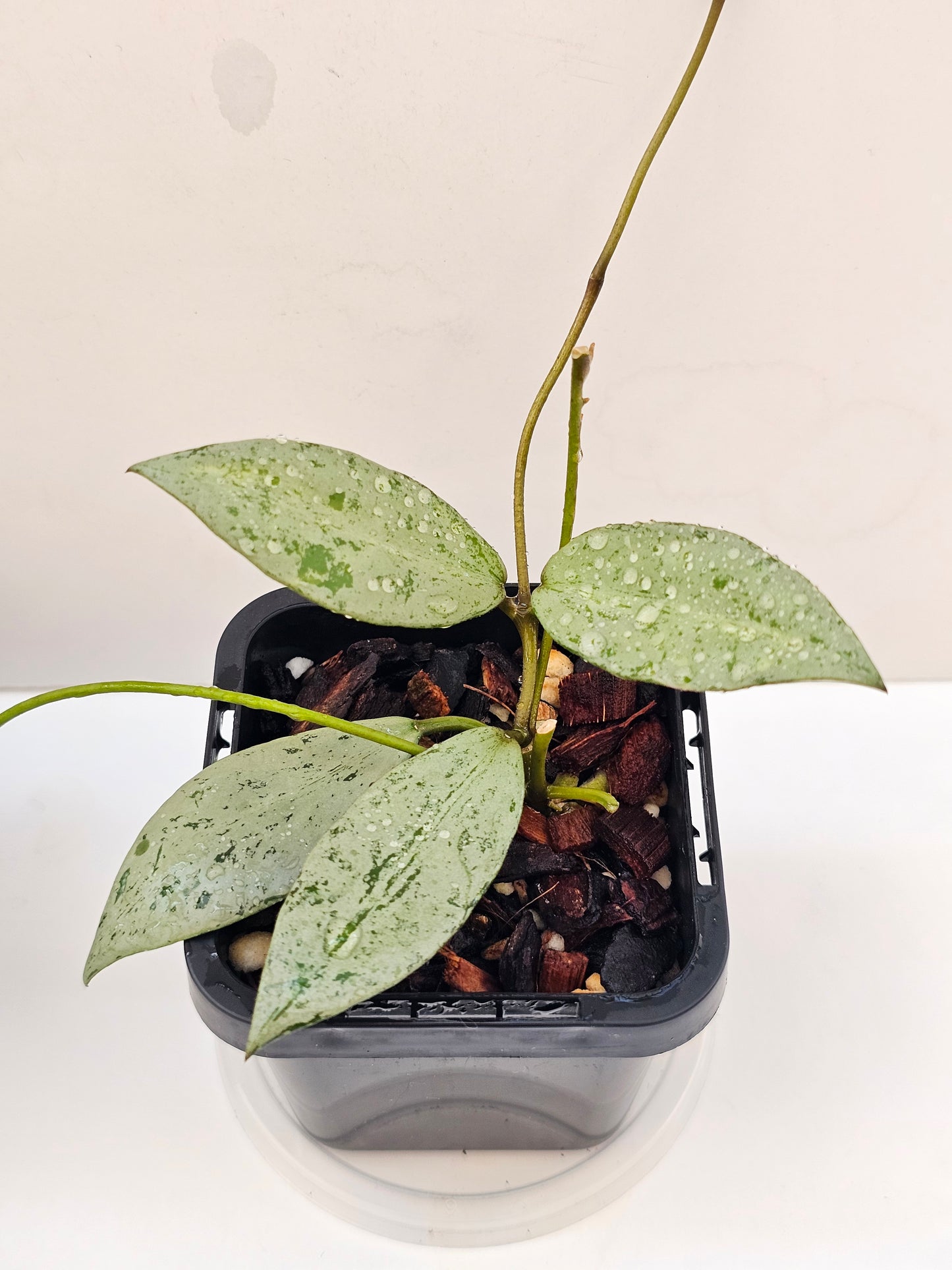 Hoya lacunosa 'Sulcata'