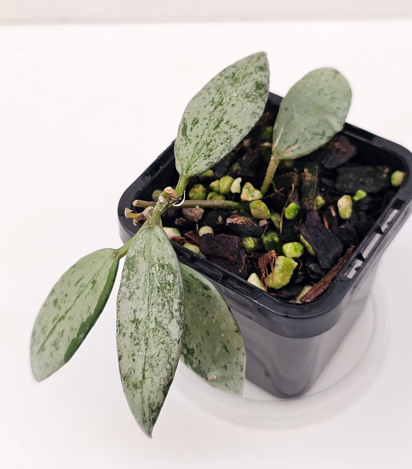 Hoya lacunosa 'Sulcata'