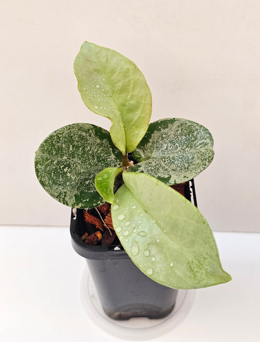 Hoya 'Nova Ghost' (Silver Splash)
