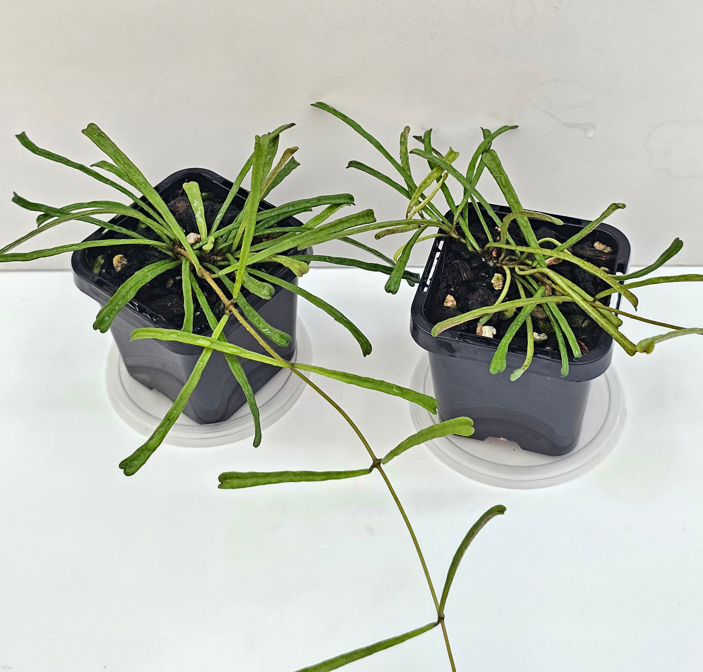 Hoya retusa
