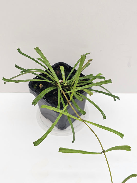 Hoya retusa