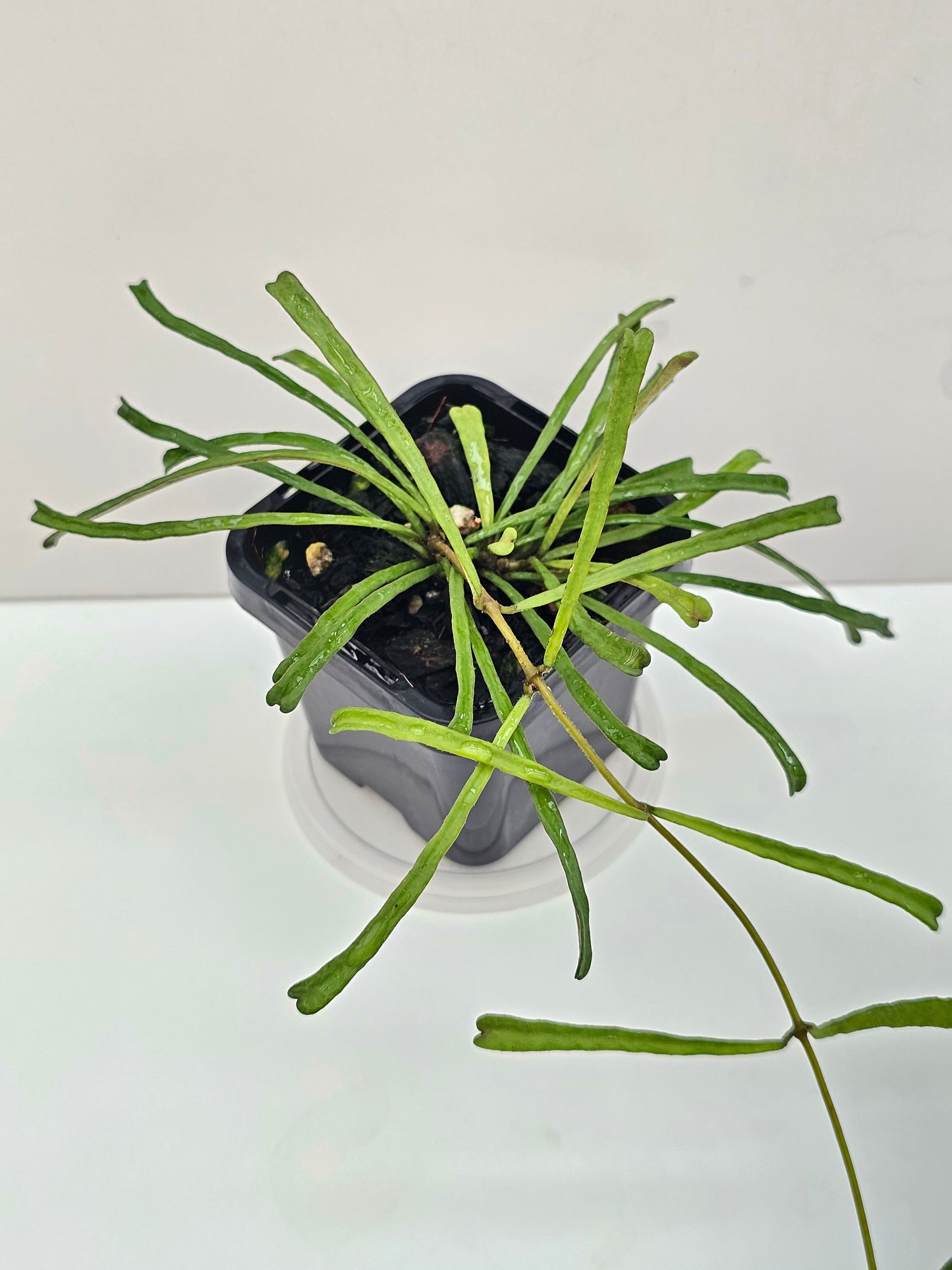 Hoya retusa