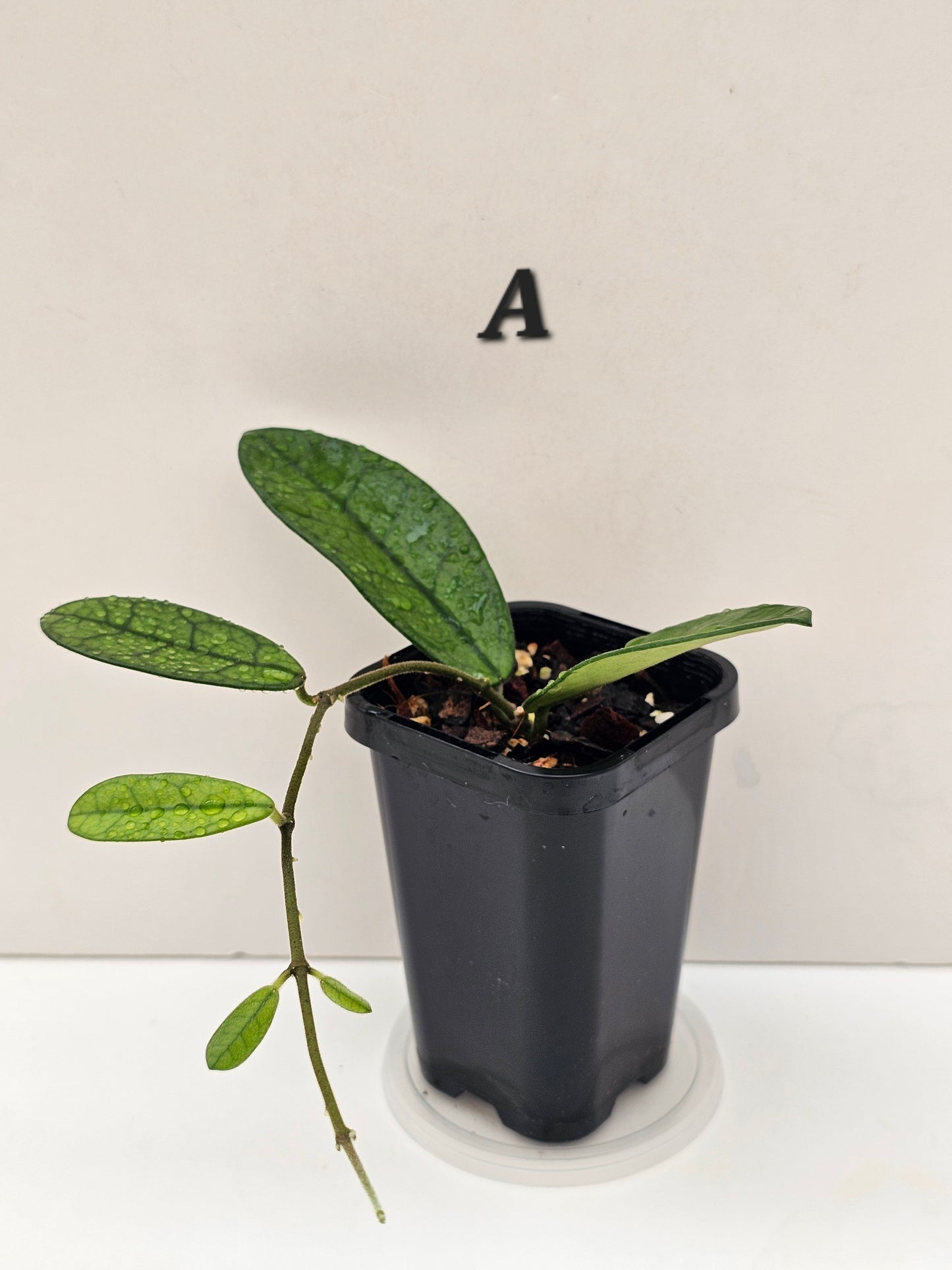 Hoya sichuanensis (Lyi Noid)