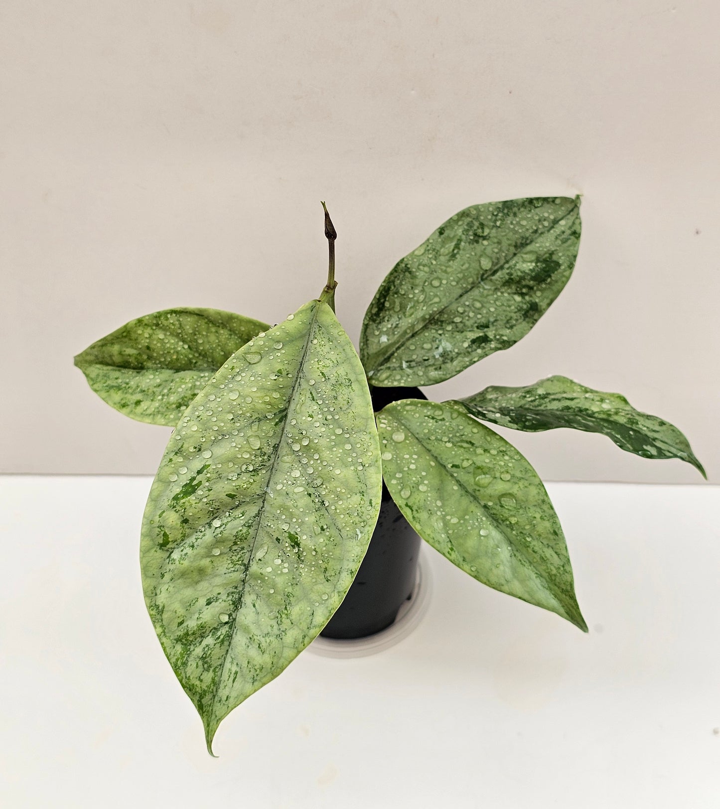 Hoya coriacea  'Silver'