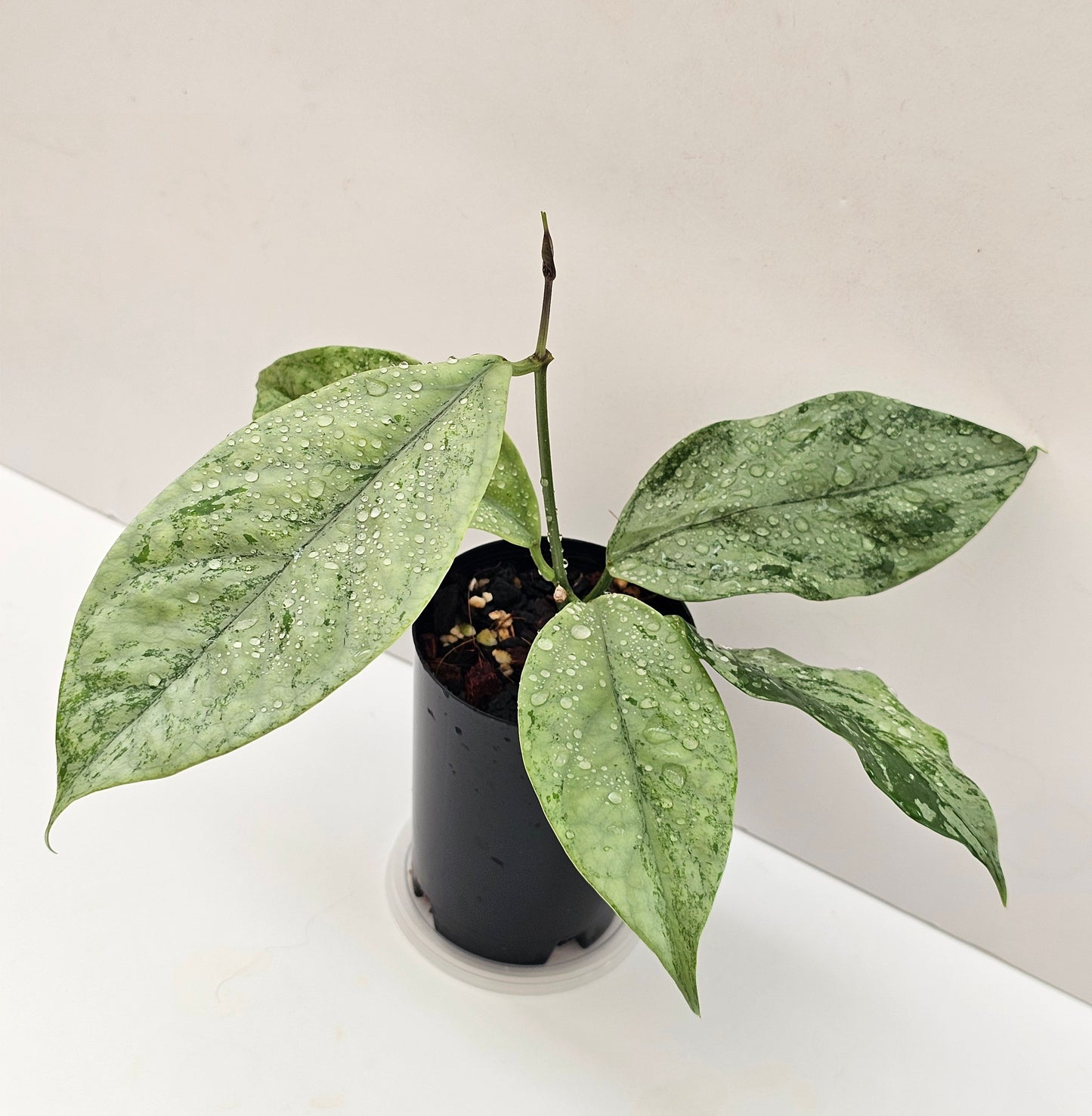 Hoya coriacea  'Silver'