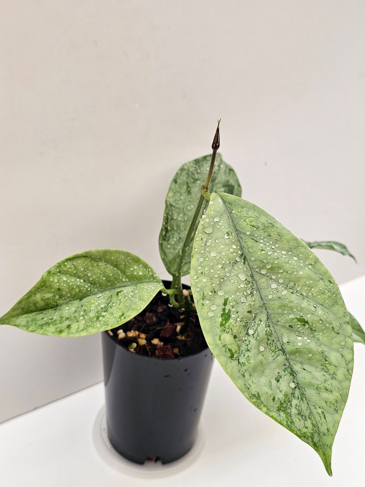 Hoya coriacea  'Silver'