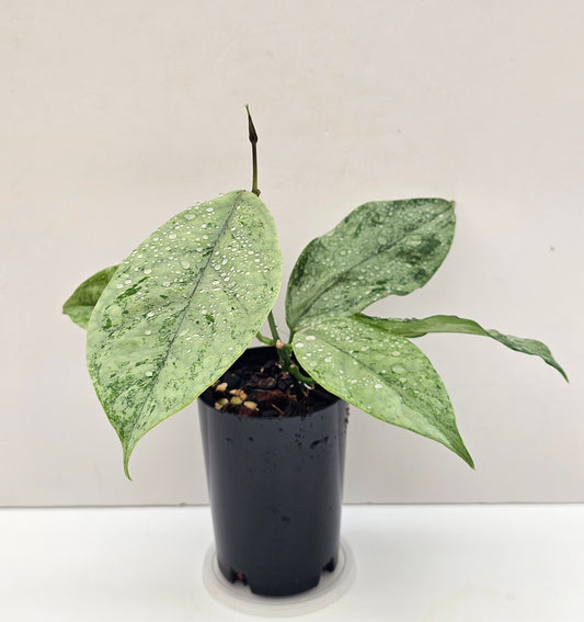 Hoya coriacea  'Silver'