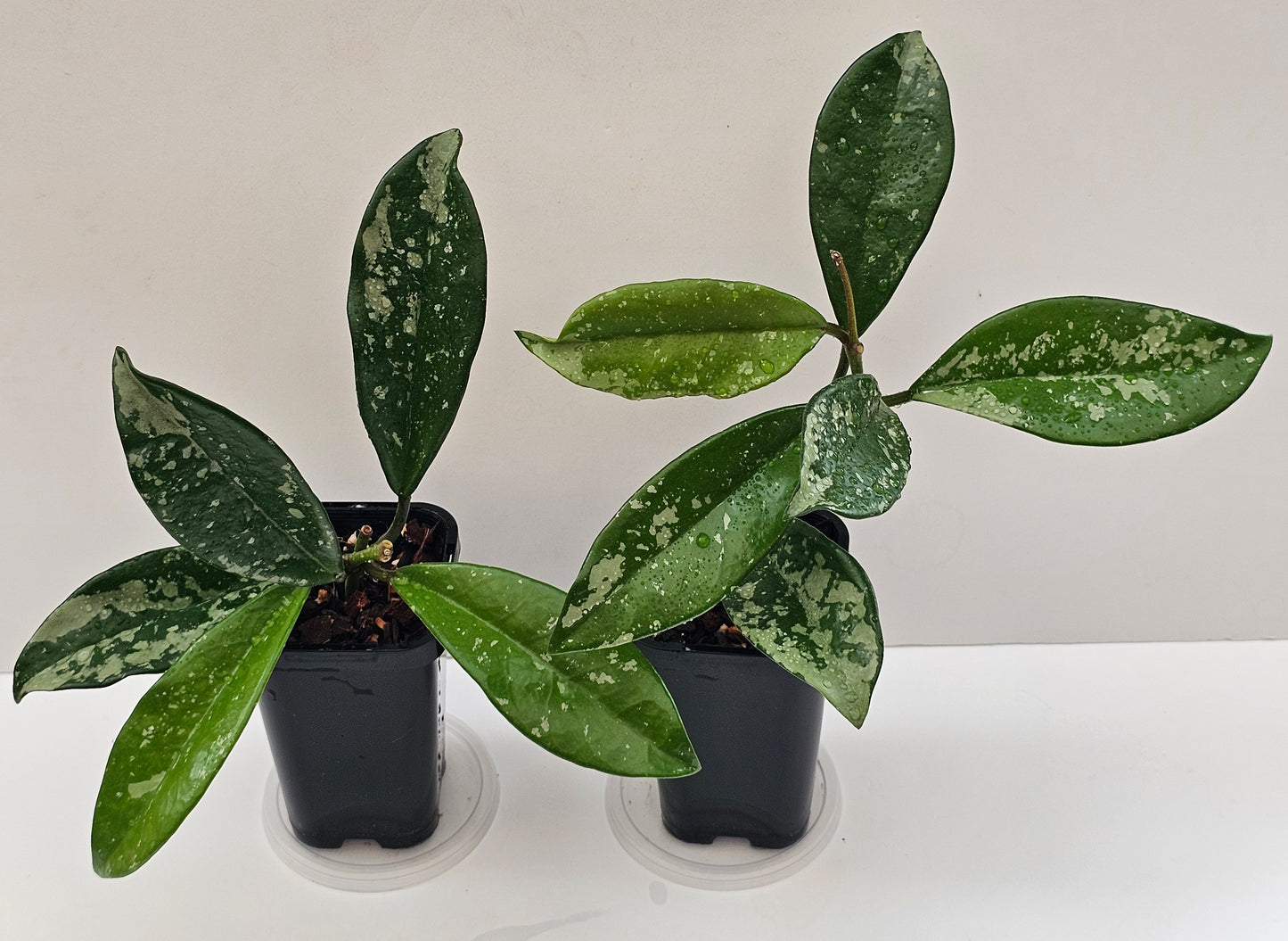 Hoya carnosa AH074 (Silvery splash leaf)