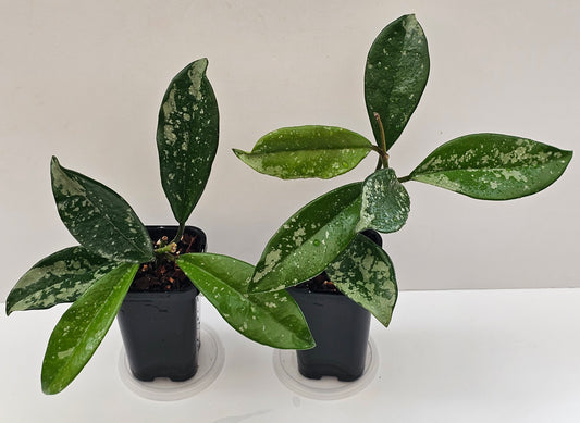 Hoya carnosa AH074 (Silvery splash leaf)