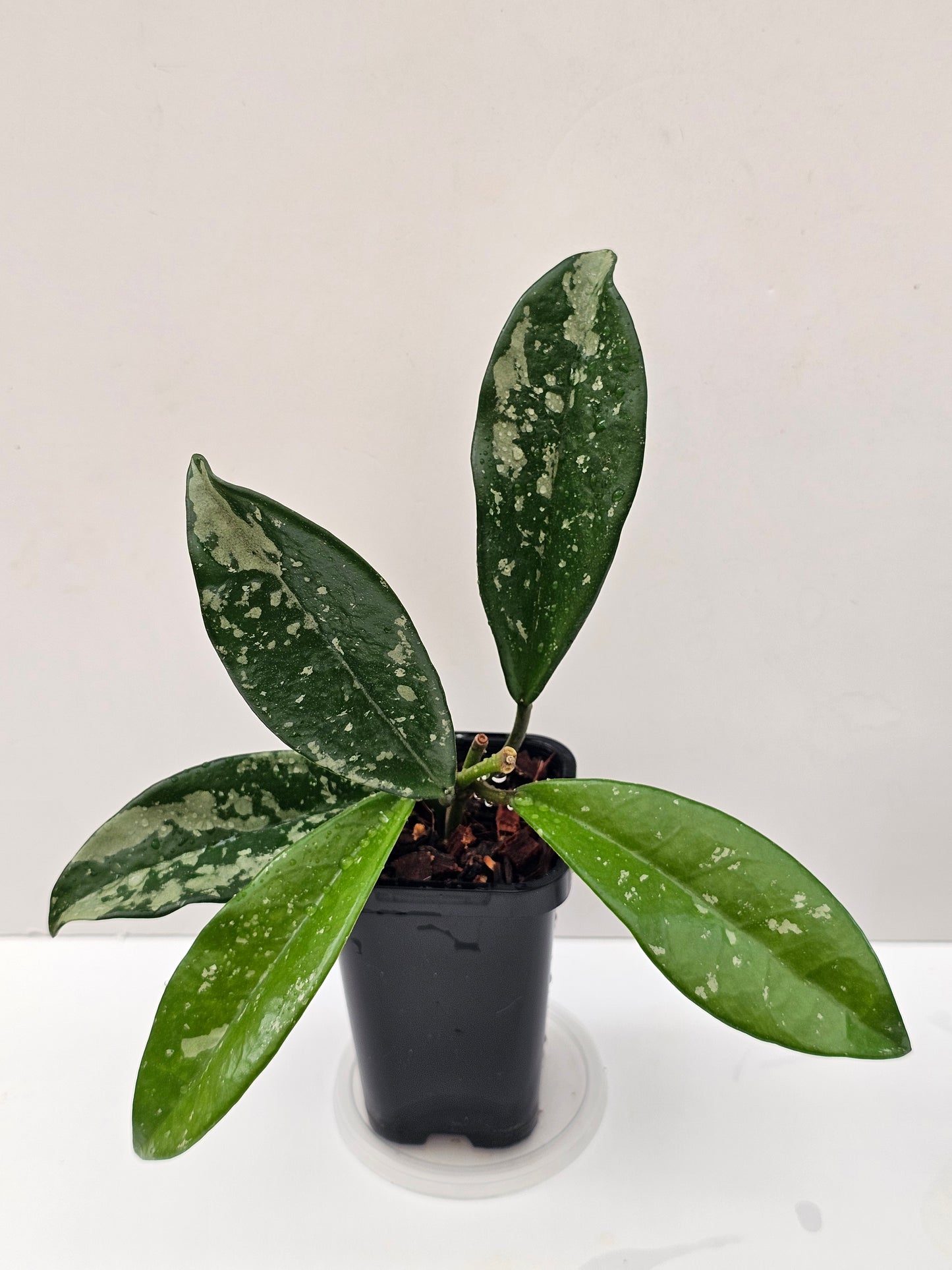 Hoya carnosa AH074 (Silvery splash leaf)