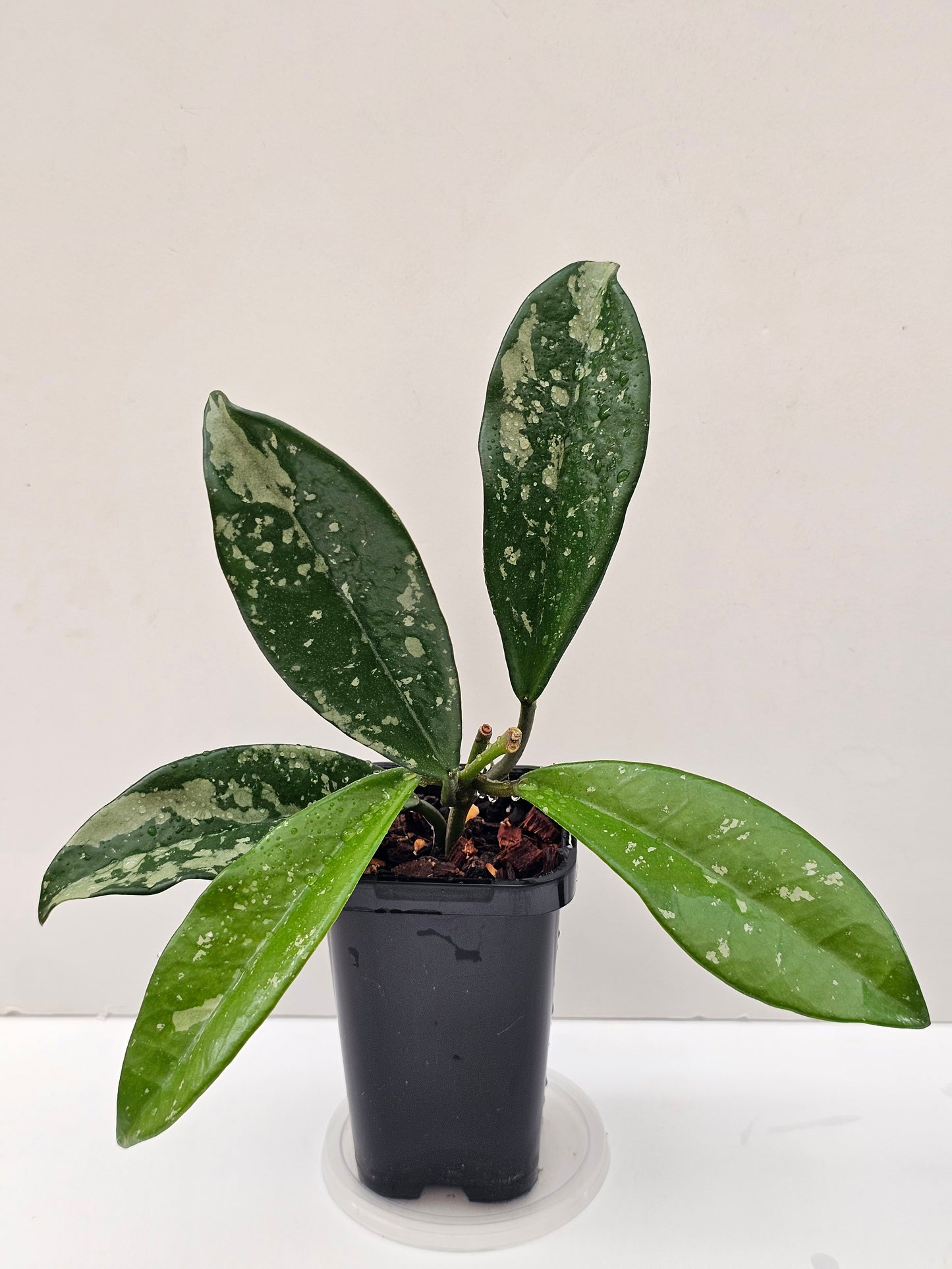 Hoya carnosa AH074 (Silvery splash leaf)