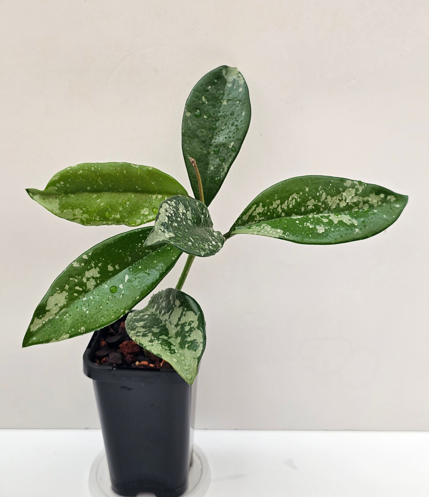 Hoya carnosa AH074 (Silvery splash leaf)