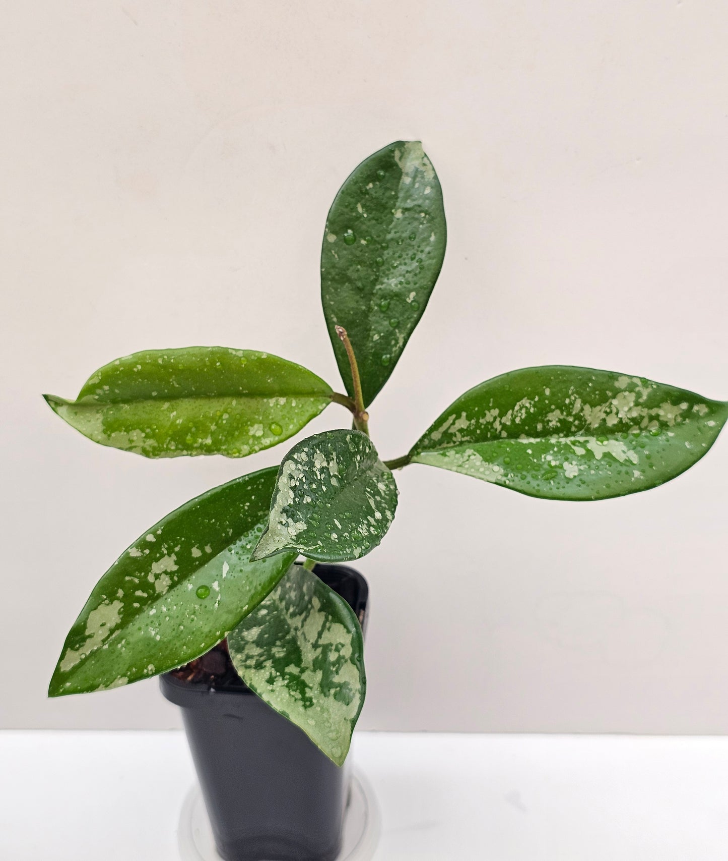 Hoya carnosa AH074 (Silvery splash leaf)