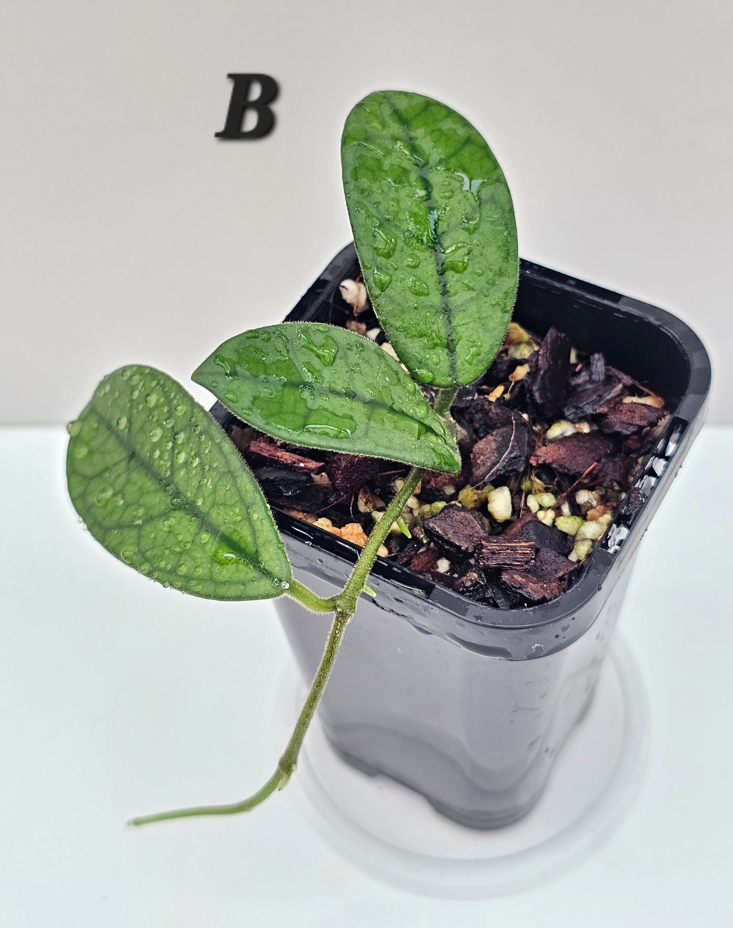 Hoya sichuanensis (Lyi Noid)