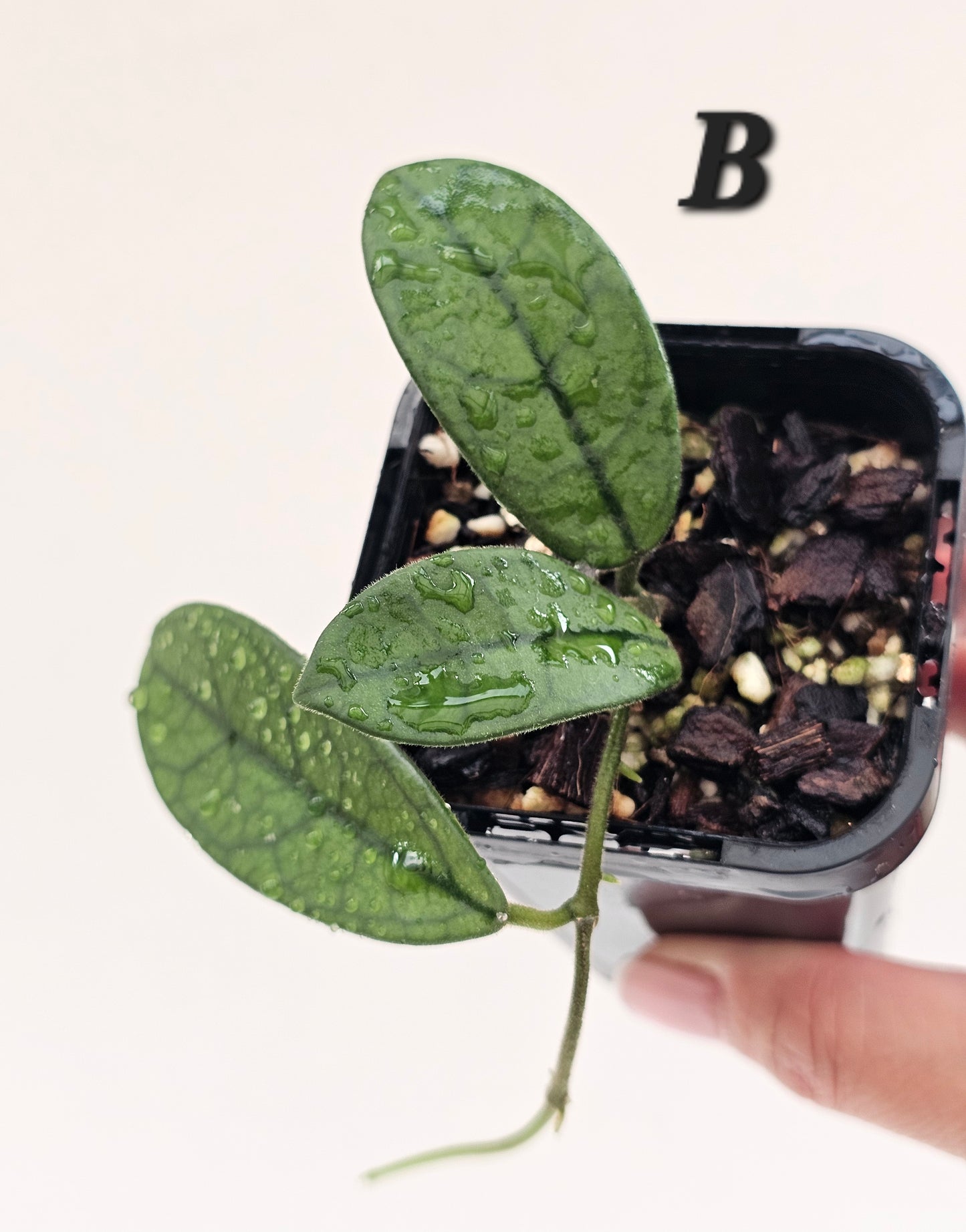 Hoya sichuanensis (Lyi Noid)