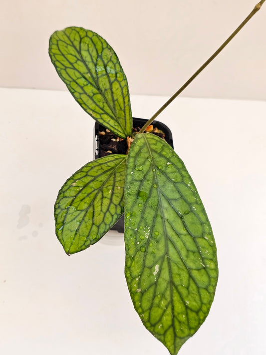 Hoya sp Tanggamus