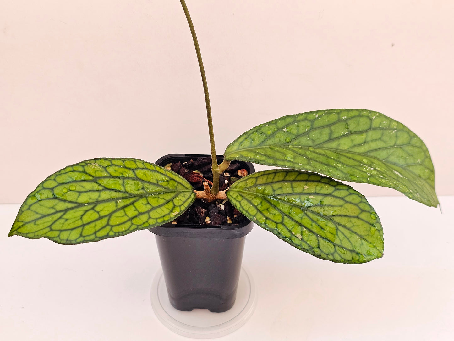 Hoya sp Tanggamus