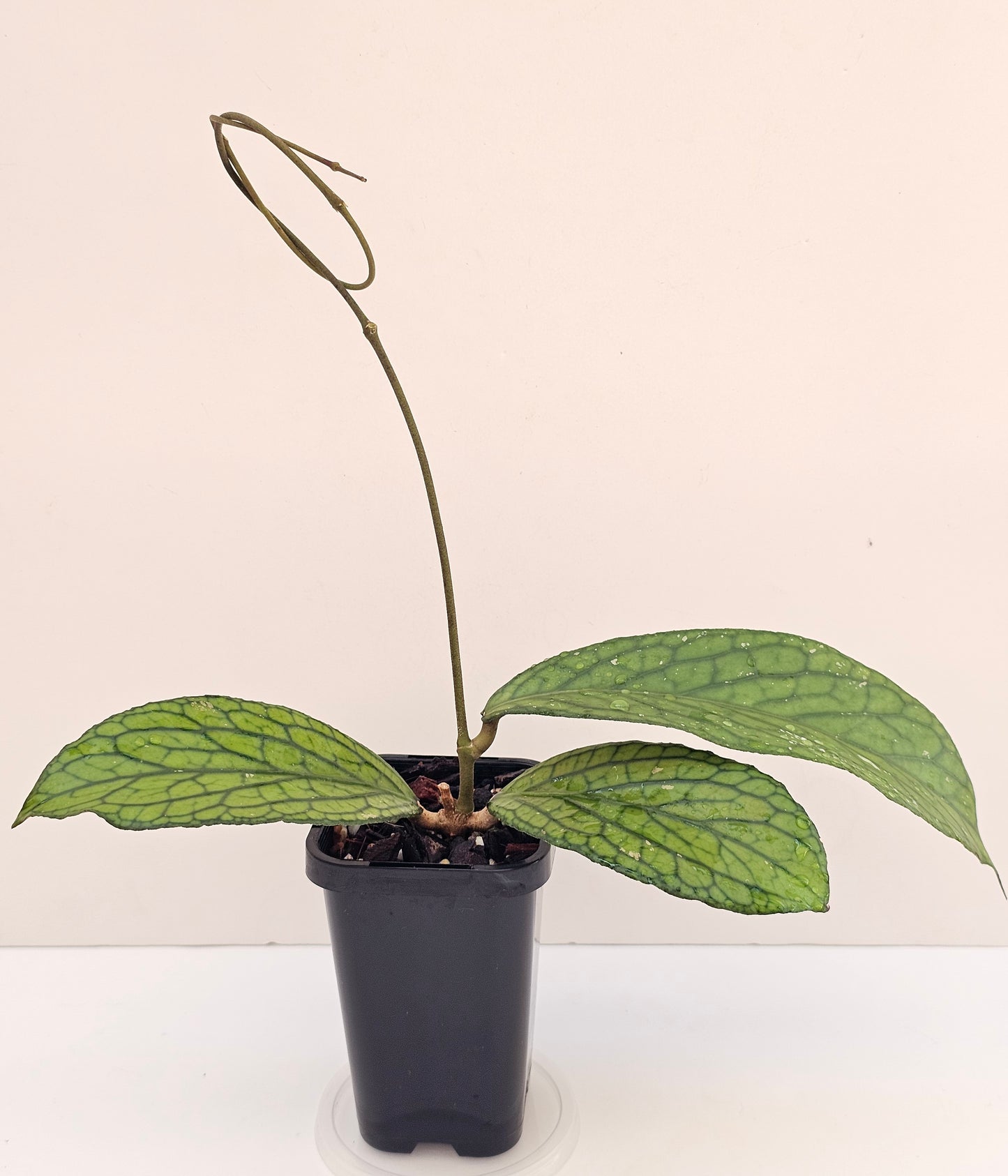 Hoya sp Tanggamus