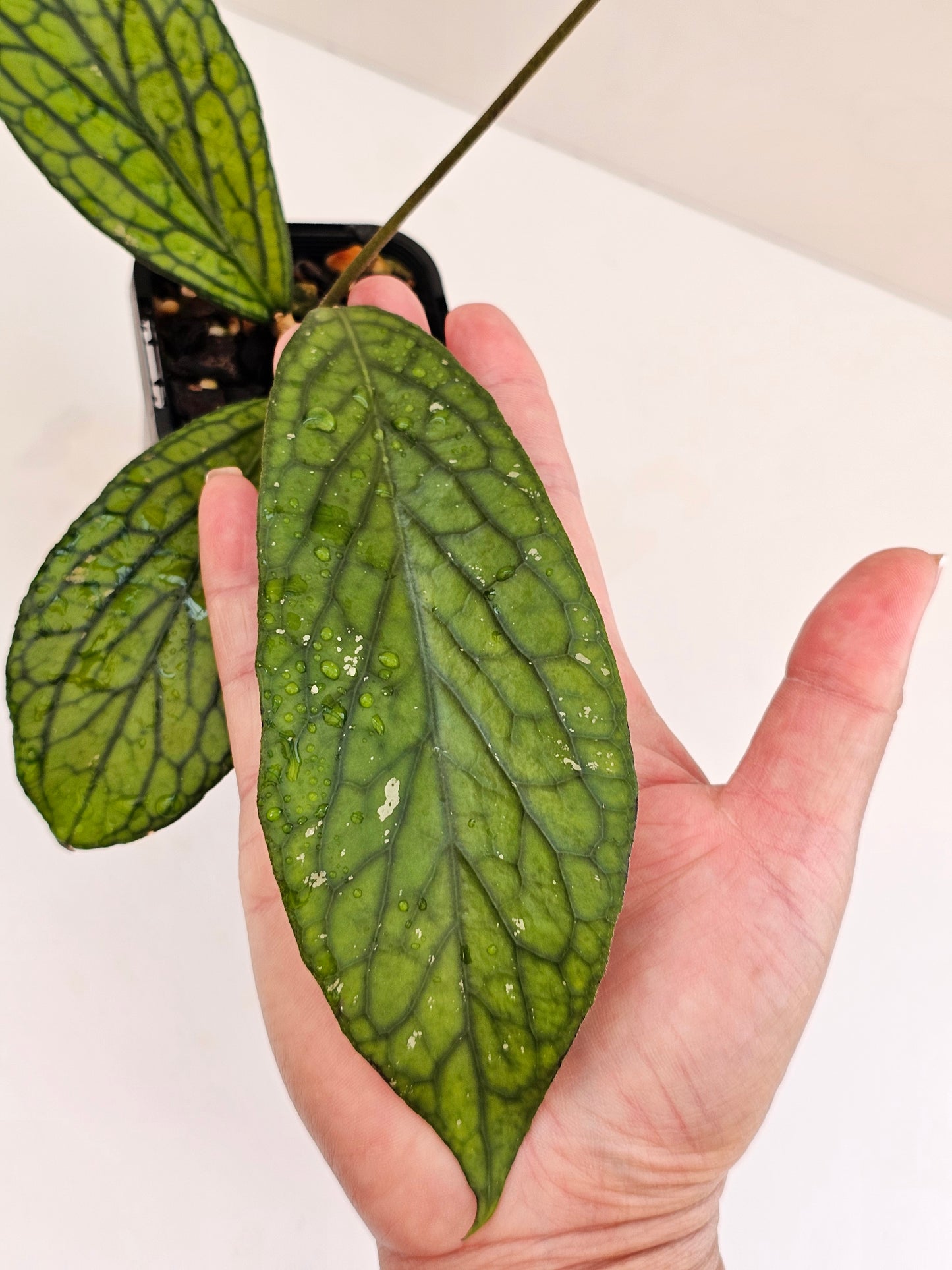 Hoya sp Tanggamus