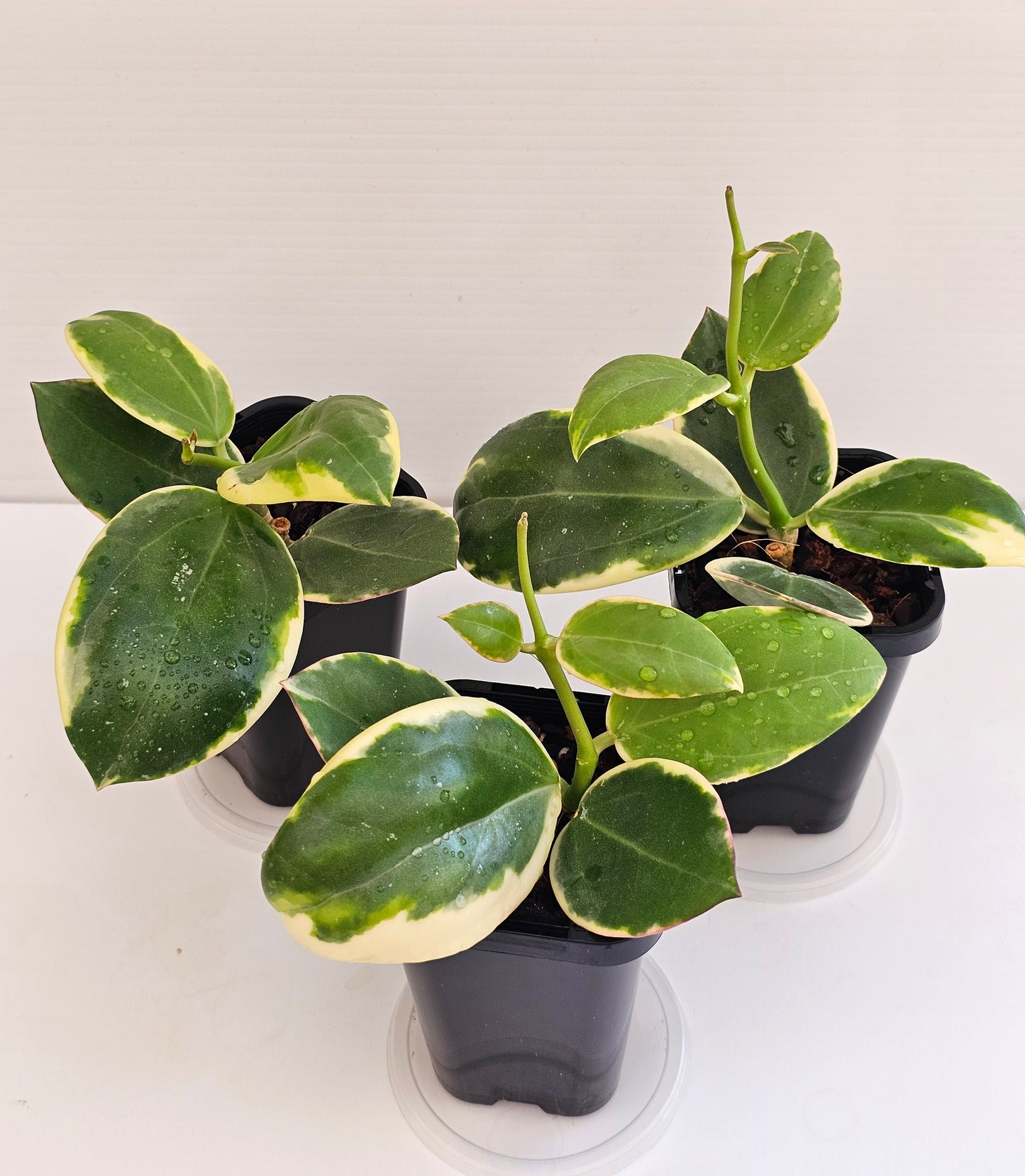 Hoya Sp Para Albomarginata