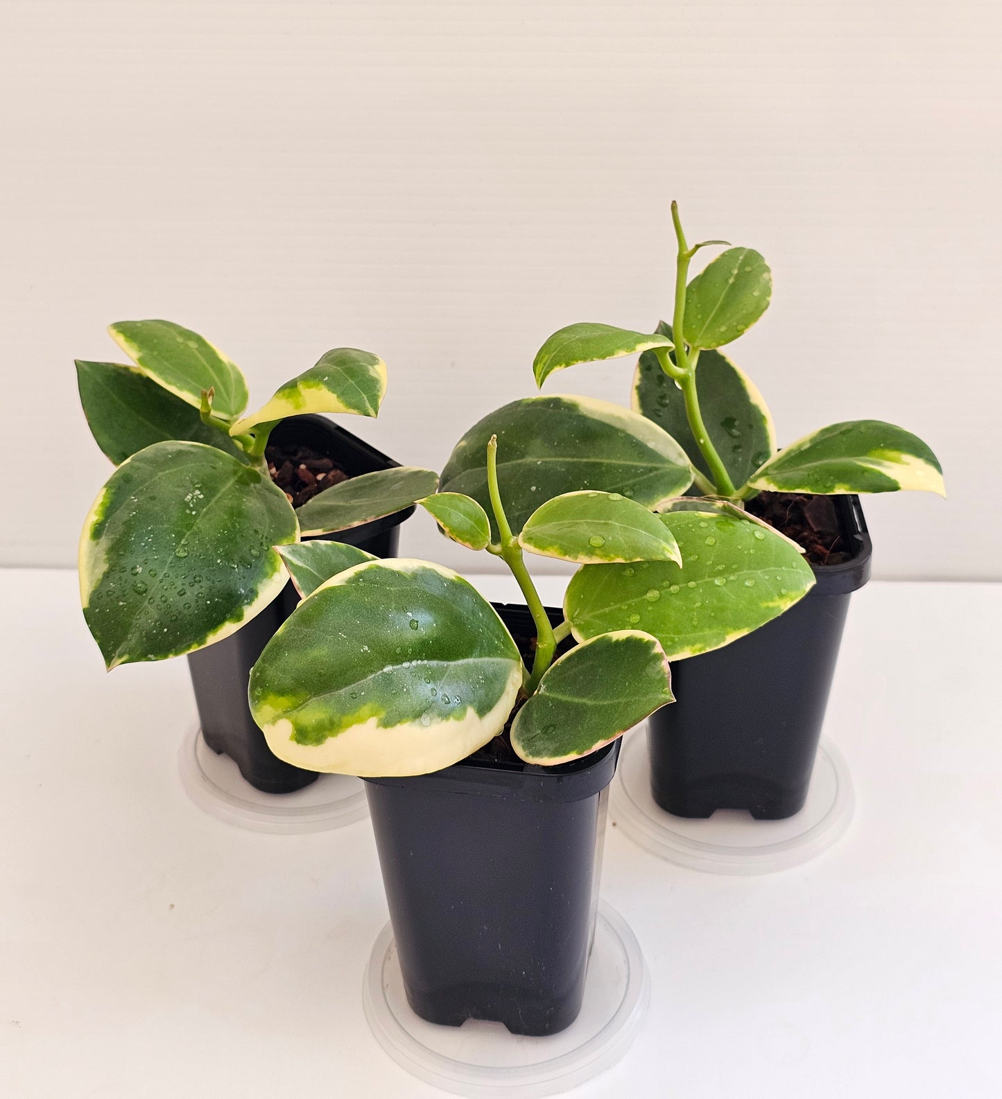 Hoya Sp Para Albomarginata