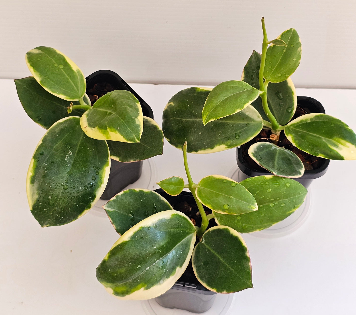 Hoya Sp Para Albomarginata