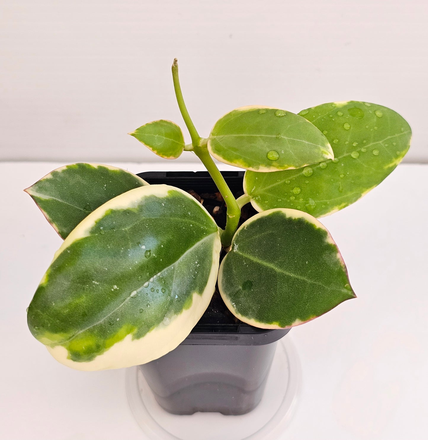Hoya Sp Para Albomarginata