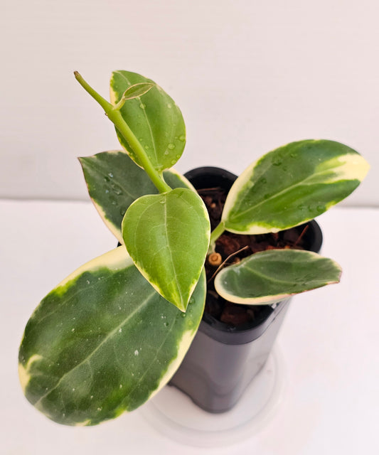 Hoya Sp Para Albomarginata