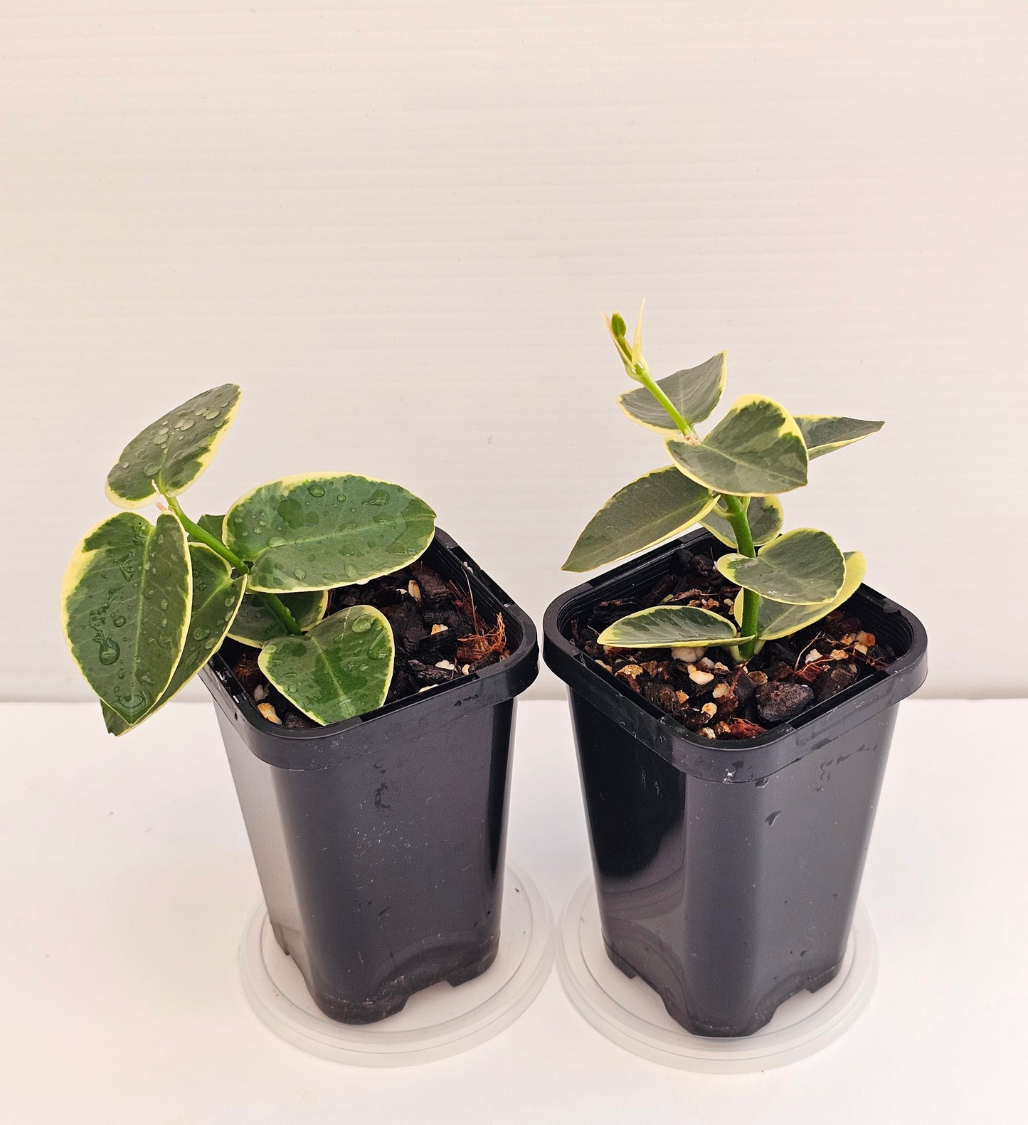 Hoya cumingiana Albomarginata