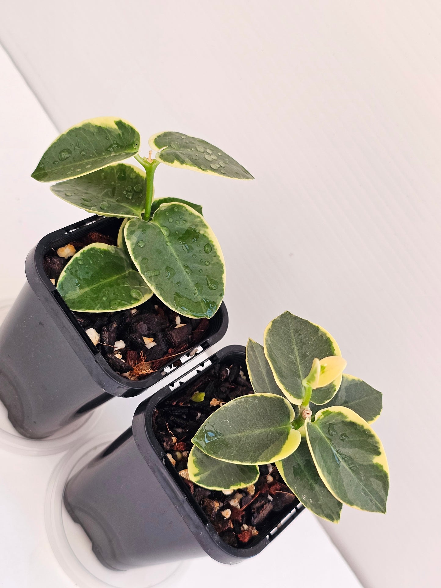 Hoya cumingiana Albomarginata