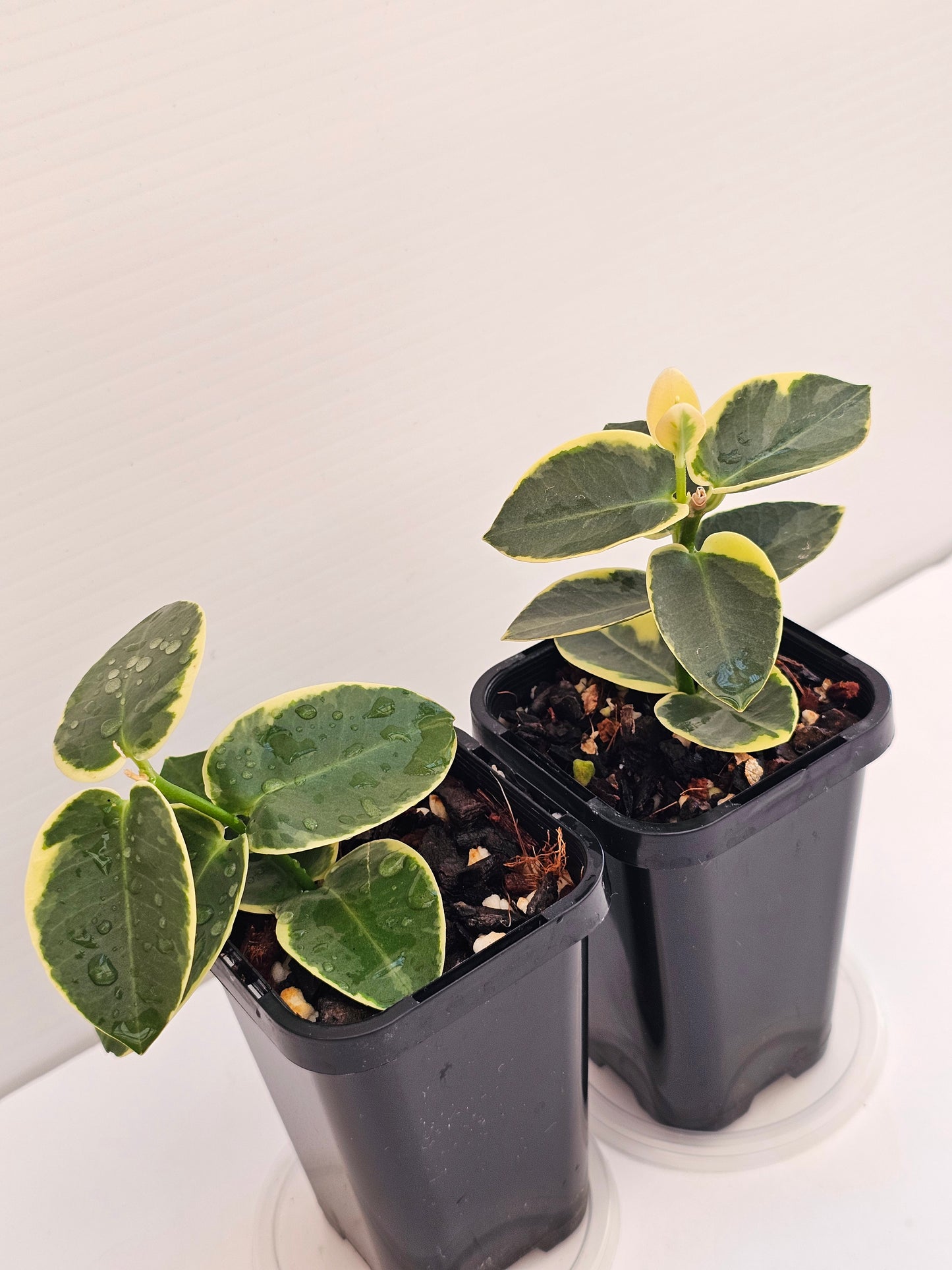 Hoya cumingiana Albomarginata