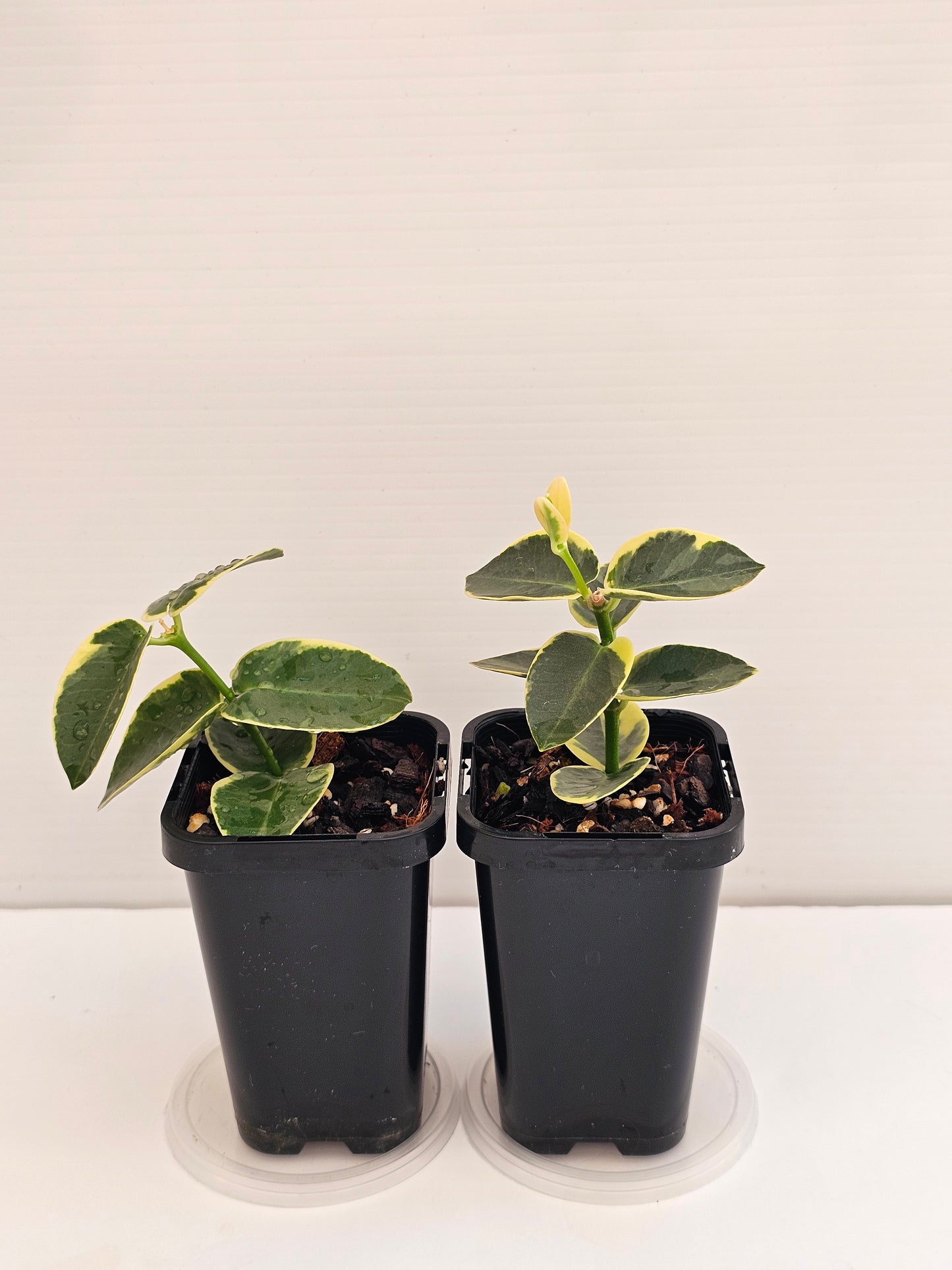 Hoya cumingiana Albomarginata