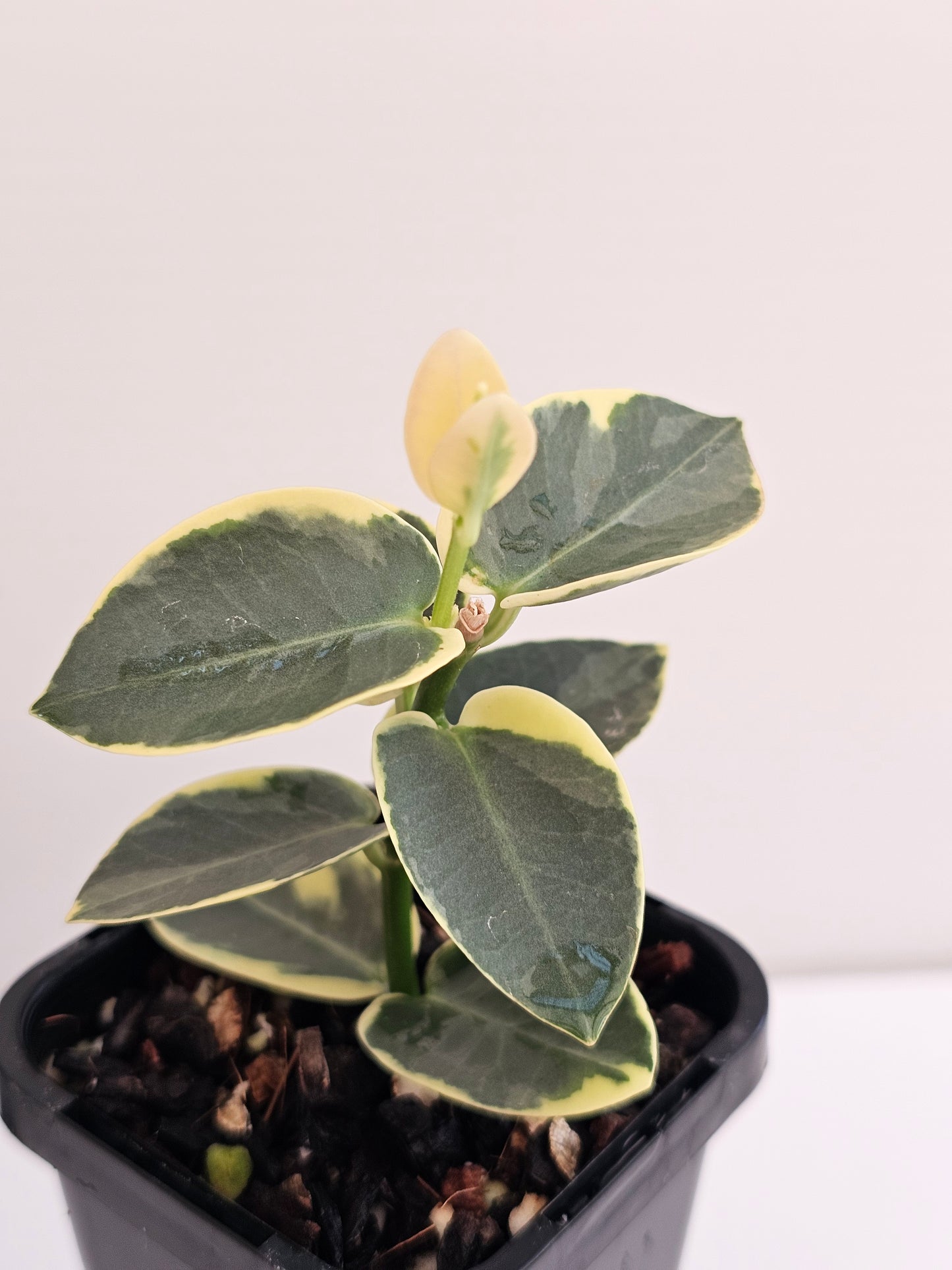 Hoya cumingiana Albomarginata