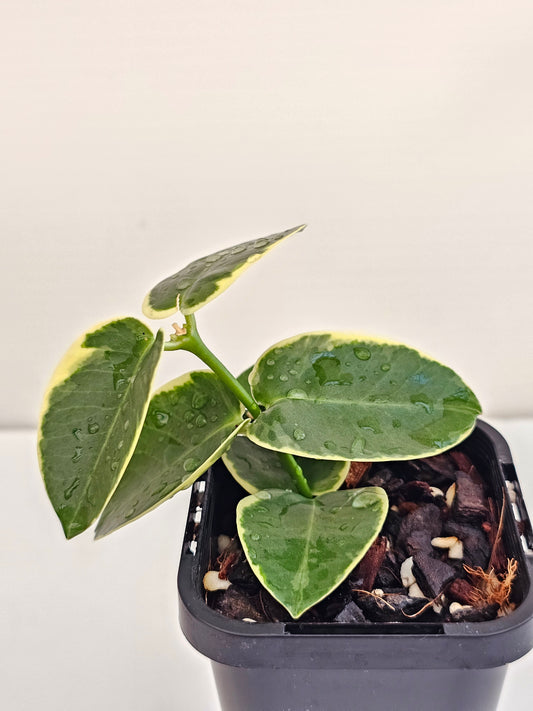 Hoya cumingiana Albomarginata
