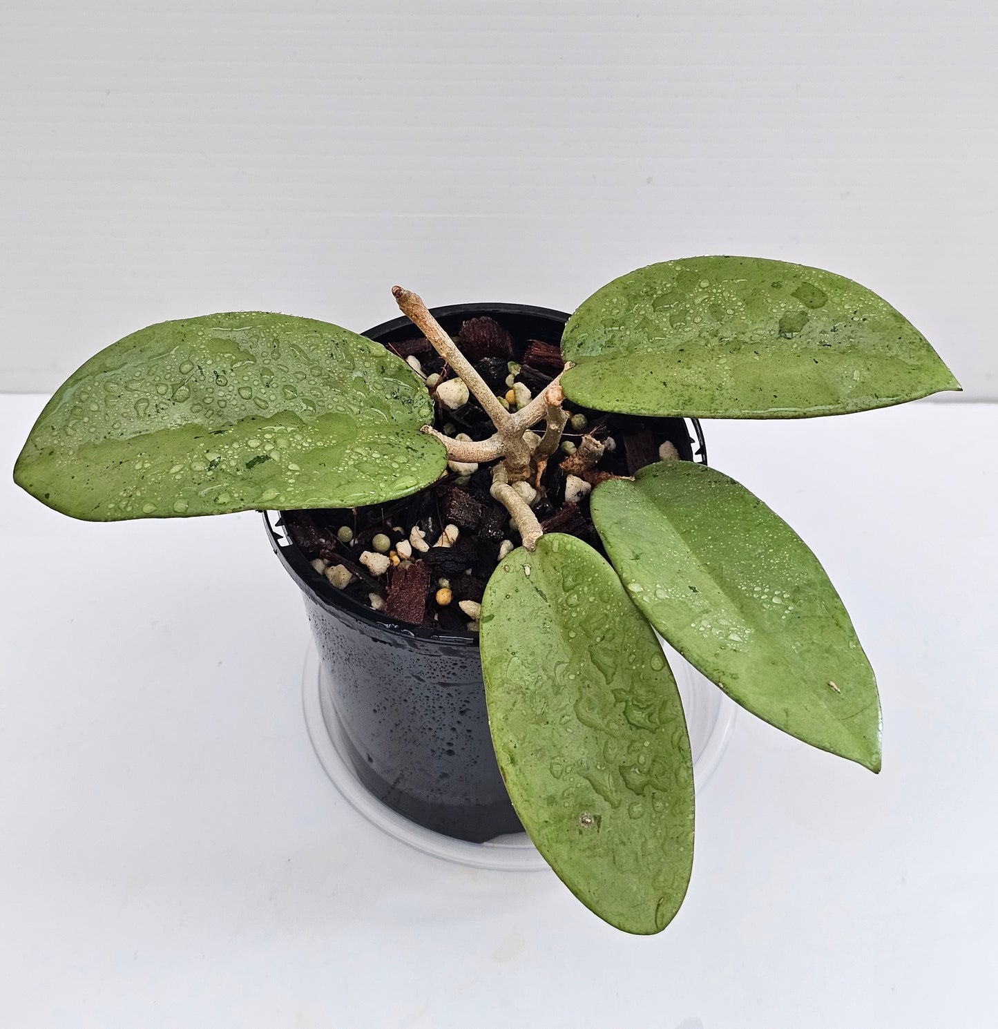 💥Hoya 'Silver Dollar'💥